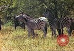 Standbild eine Herde Zebras Afrika südlich der Sahara, 1958, aus Sekunde 46 historischem Filmmaterial Videoclip 65675058738