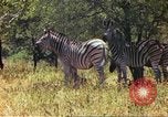 Standbild eine Herde Zebras Afrika südlich der Sahara, 1958, aus Sekunde 47 historischem Filmmaterial Videoclip 65675058738