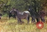 Standbild eine Herde Zebras Afrika südlich der Sahara, 1958, aus Sekunde 48 historischem Filmmaterial Videoclip 65675058738