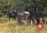 Standbild eine Herde Zebras Afrika südlich der Sahara, 1958, aus Sekunde 49 historischem Filmmaterial Videoclip 65675058738