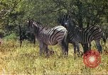 Standbild eine Herde Zebras Afrika südlich der Sahara, 1958, aus Sekunde 50 historischem Filmmaterial Videoclip 65675058738