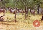 Standbild eine Herde Zebras Afrika südlich der Sahara, 1958, aus Sekunde 51 historischem Filmmaterial Videoclip 65675058738