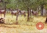 Standbild eine Herde Zebras Afrika südlich der Sahara, 1958, aus Sekunde 52 historischem Filmmaterial Videoclip 65675058738