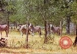 Standbild eine Herde Zebras Afrika südlich der Sahara, 1958, aus Sekunde 53 historischem Filmmaterial Videoclip 65675058738
