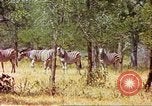 Standbild eine Herde Zebras Afrika südlich der Sahara, 1958, aus Sekunde 54 historischem Filmmaterial Videoclip 65675058738