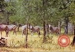 Standbild eine Herde Zebras Afrika südlich der Sahara, 1958, aus Sekunde 55 historischem Filmmaterial Videoclip 65675058738