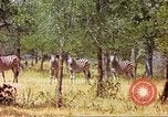 Standbild eine Herde Zebras Afrika südlich der Sahara, 1958, aus Sekunde 56 historischem Filmmaterial Videoclip 65675058738