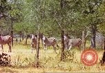 Standbild eine Herde Zebras Afrika südlich der Sahara, 1958, aus Sekunde 57 historischem Filmmaterial Videoclip 65675058738