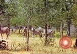 Standbild eine Herde Zebras Afrika südlich der Sahara, 1958, aus Sekunde 58 historischem Filmmaterial Videoclip 65675058738