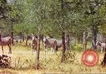Standbild eine Herde Zebras Afrika südlich der Sahara, 1958, aus Sekunde 59 historischem Filmmaterial Videoclip 65675058738