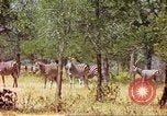 Standbild eine Herde Zebras Afrika südlich der Sahara, 1958, aus Sekunde 60 historischem Filmmaterial Videoclip 65675058738