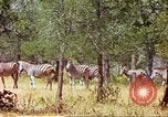 Standbild eine Herde Zebras Afrika südlich der Sahara, 1958, aus Sekunde 61 historischem Filmmaterial Videoclip 65675058738