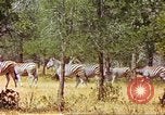 Standbild eine Herde Zebras Afrika südlich der Sahara, 1958, aus Sekunde 62 historischem Filmmaterial Videoclip 65675058738
