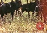 Immagine di Una mandria di wildebeests Africa Subsahariana, 1958, secondo 1 filmato di repertorio 65675058739