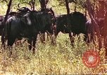 Immagine di Una mandria di wildebeests Africa Subsahariana, 1958, secondo 3 filmato di repertorio 65675058739