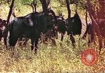 Immagine di Una mandria di wildebeests Africa Subsahariana, 1958, secondo 4 filmato di repertorio 65675058739
