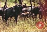 Immagine di Una mandria di wildebeests Africa Subsahariana, 1958, secondo 5 filmato di repertorio 65675058739