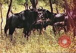 Immagine di Una mandria di wildebeests Africa Subsahariana, 1958, secondo 6 filmato di repertorio 65675058739