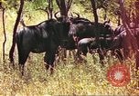 Immagine di Una mandria di wildebeests Africa Subsahariana, 1958, secondo 7 filmato di repertorio 65675058739