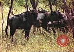 Immagine di Una mandria di wildebeests Africa Subsahariana, 1958, secondo 8 filmato di repertorio 65675058739