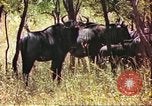 Immagine di Una mandria di wildebeests Africa Subsahariana, 1958, secondo 9 filmato di repertorio 65675058739