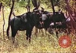 Immagine di Una mandria di wildebeests Africa Subsahariana, 1958, secondo 10 filmato di repertorio 65675058739