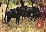 Immagine di Una mandria di wildebeests Africa Subsahariana, 1958, secondo 12 filmato di repertorio 65675058739