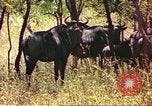 Immagine di Una mandria di wildebeests Africa Subsahariana, 1958, secondo 13 filmato di repertorio 65675058739