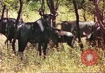 Immagine di Una mandria di wildebeests Africa Subsahariana, 1958, secondo 14 filmato di repertorio 65675058739