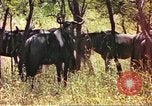 Immagine di Una mandria di wildebeests Africa Subsahariana, 1958, secondo 15 filmato di repertorio 65675058739