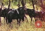 Immagine di Una mandria di wildebeests Africa Subsahariana, 1958, secondo 16 filmato di repertorio 65675058739