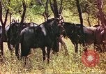 Immagine di Una mandria di wildebeests Africa Subsahariana, 1958, secondo 17 filmato di repertorio 65675058739