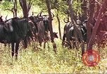 Immagine di Una mandria di wildebeests Africa Subsahariana, 1958, secondo 18 filmato di repertorio 65675058739