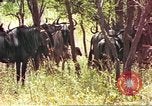 Immagine di Una mandria di wildebeests Africa Subsahariana, 1958, secondo 19 filmato di repertorio 65675058739