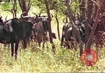 Immagine di Una mandria di wildebeests Africa Subsahariana, 1958, secondo 20 filmato di repertorio 65675058739