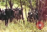 Immagine di Una mandria di wildebeests Africa Subsahariana, 1958, secondo 21 filmato di repertorio 65675058739