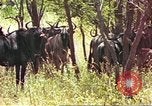 Immagine di Una mandria di wildebeests Africa Subsahariana, 1958, secondo 22 filmato di repertorio 65675058739
