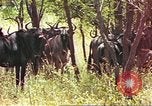 Immagine di Una mandria di wildebeests Africa Subsahariana, 1958, secondo 23 filmato di repertorio 65675058739