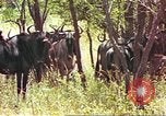 Immagine di Una mandria di wildebeests Africa Subsahariana, 1958, secondo 24 filmato di repertorio 65675058739