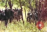 Immagine di Una mandria di wildebeests Africa Subsahariana, 1958, secondo 25 filmato di repertorio 65675058739