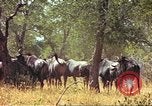 Immagine di Una mandria di wildebeests Africa Subsahariana, 1958, secondo 26 filmato di repertorio 65675058739