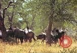 Immagine di Una mandria di wildebeests Africa Subsahariana, 1958, secondo 27 filmato di repertorio 65675058739