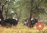 Immagine di Una mandria di wildebeests Africa Subsahariana, 1958, secondo 28 filmato di repertorio 65675058739