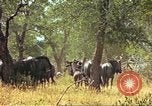 Immagine di Una mandria di wildebeests Africa Subsahariana, 1958, secondo 29 filmato di repertorio 65675058739