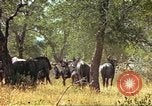 Immagine di Una mandria di wildebeests Africa Subsahariana, 1958, secondo 30 filmato di repertorio 65675058739