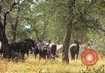 Immagine di Una mandria di wildebeests Africa Subsahariana, 1958, secondo 31 filmato di repertorio 65675058739
