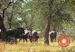 Immagine di Una mandria di wildebeests Africa Subsahariana, 1958, secondo 32 filmato di repertorio 65675058739