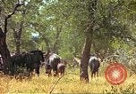 Immagine di Una mandria di wildebeests Africa Subsahariana, 1958, secondo 33 filmato di repertorio 65675058739