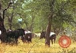 Immagine di Una mandria di wildebeests Africa Subsahariana, 1958, secondo 34 filmato di repertorio 65675058739