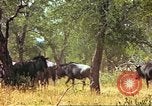 Immagine di Una mandria di wildebeests Africa Subsahariana, 1958, secondo 35 filmato di repertorio 65675058739